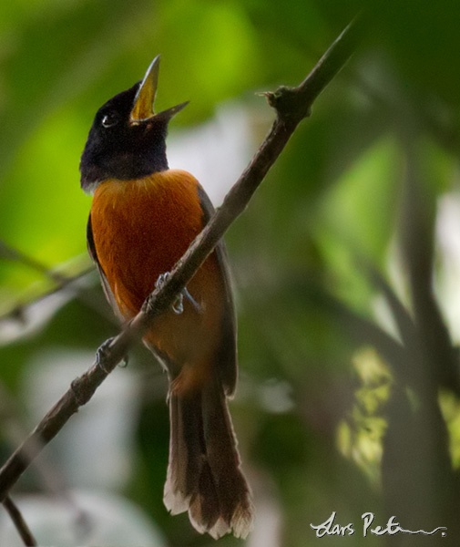 Red-bellied Paradise-flycatcher